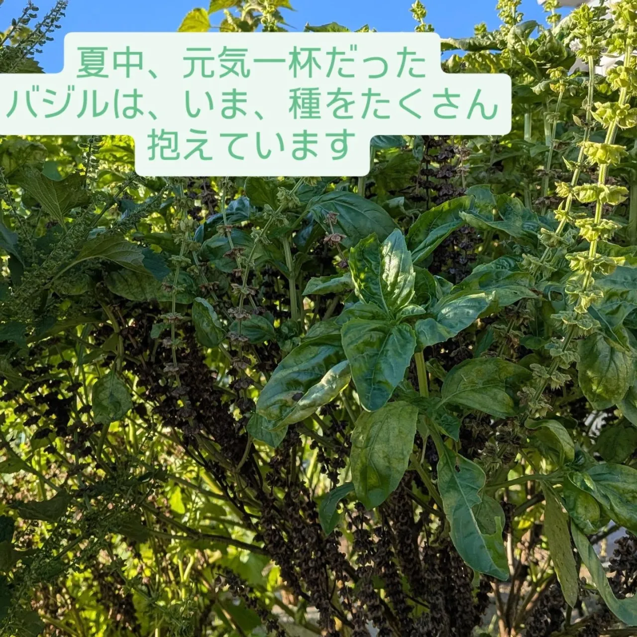 夏の間、